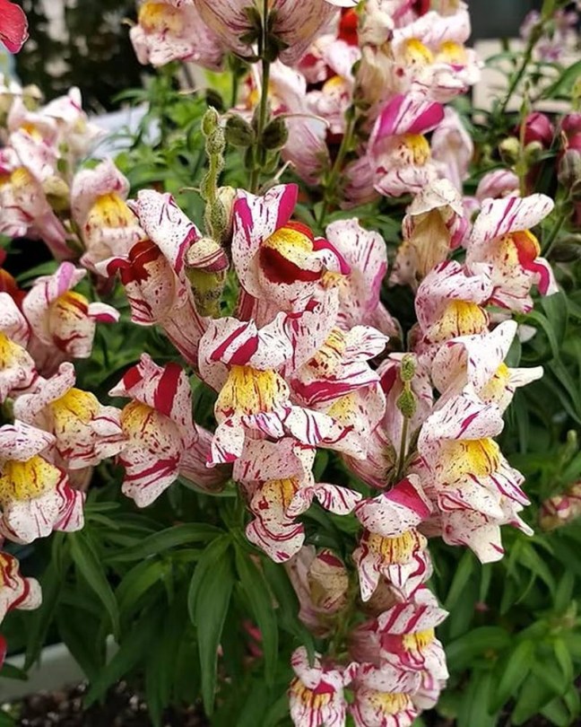 Torbay Rock tátika - oroszlánszáj, Antirrhinum majus , virág